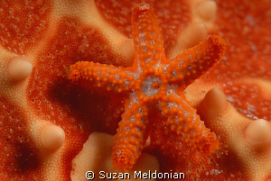 Baby Star on Star- who knew?

Two weeks ago we saw some... by Suzan Meldonian 